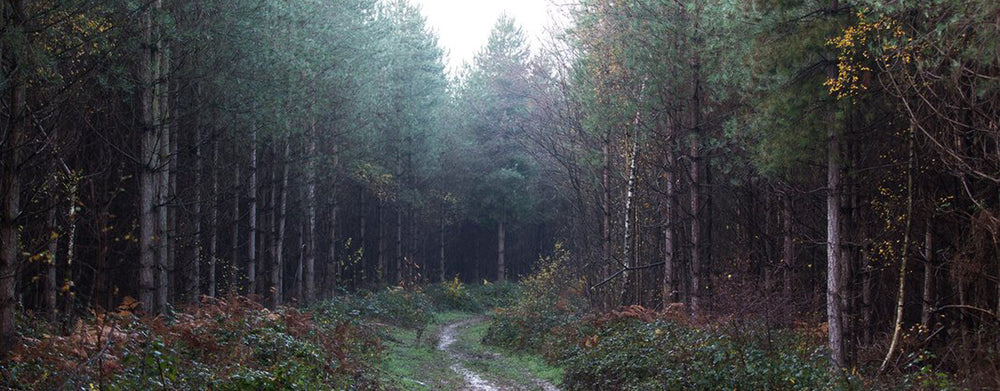 Behind the scenes: Into the forest