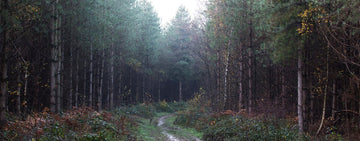 Behind the scenes: Into the forest