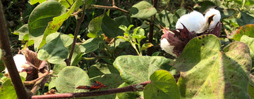 What does Fairtrade really mean? Come & find out!