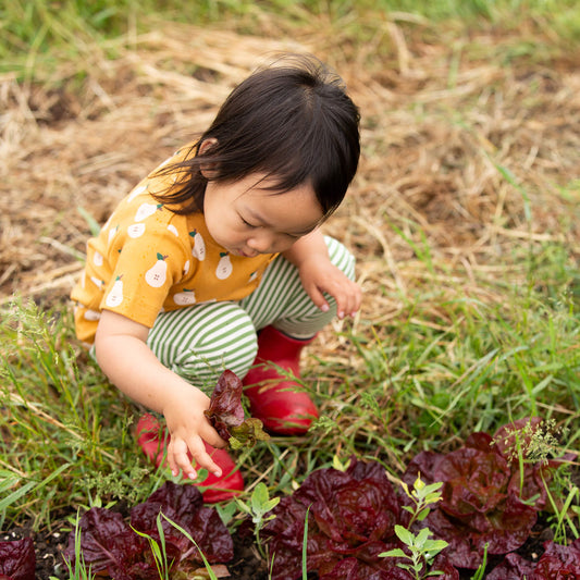 Summer Pears Organic T Shirt & Jogger Playset Gold / 18-24m